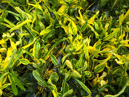 Fresh yellow leaves. Yellow background with leaves.