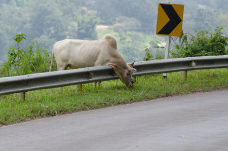 Cows on the road in Thailandの写真素材
