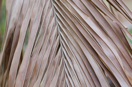 Dried coconut leavesの写真素材