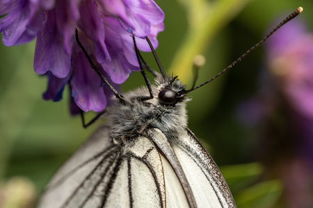 Beautiful white butterfly Aporia crataegi on a purple flower close up on a green background. macrophotographyの写真素材