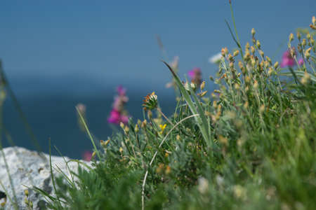 Wildflowers and herbs against the background of mountains and blue skyの写真素材