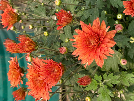 A vibrant garden filled with bright orange chrysanthemum flowers in full bloom.