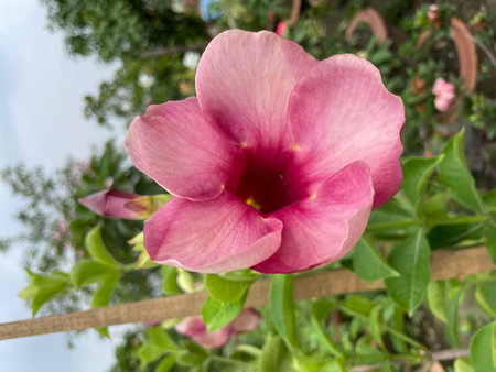 A vibrant pink flower with a deep red center blooming in a lush garden