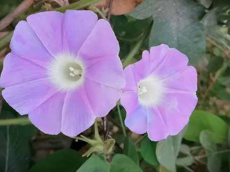 Two vibrant purple flowers with white centers blooming in a garden setting.