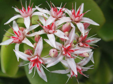 white and pink flowers of succulente