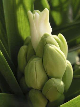 a beautiful bud of white hyacinth