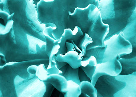 a plant of light green succulentの写真素材