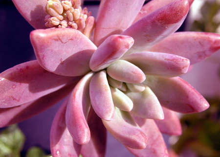 a plant of pink succulentの写真素材