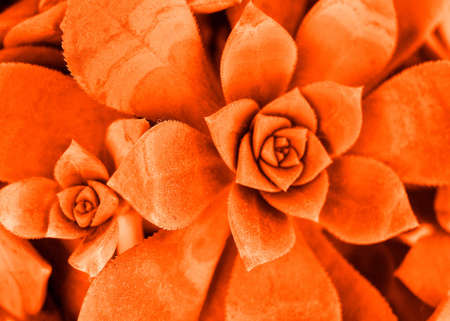 a plant of orange succulentの写真素材