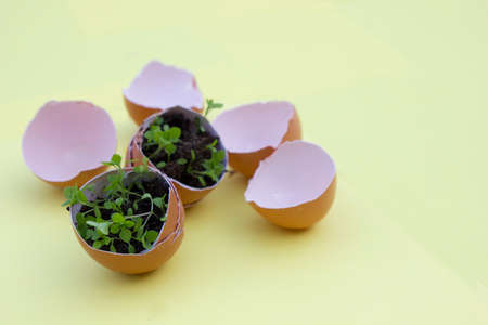brown eggs shell with plants inside the eggshell on a yellow background DIY creative concept.の写真素材