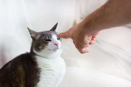 A white gray adult pampered angry Cat looking to the human hand on white background. Family Pet. Emotional Support Animal. Pets care concept. Pets emotions concept. Close up. Space for textの写真素材
