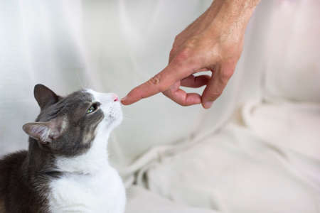 A white gray adult pampered Cat smell the human hand on white background. Family Pet. Emotional...