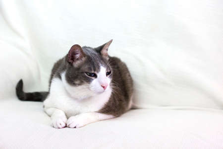 Cute adorable lazy white gray cat on a white couch. Domestic cat lies on the white sofa. Cat face...