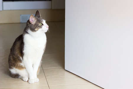 Hungry white gray adult cat sitting in front of a kitchen door. Close up. space for textの写真素材