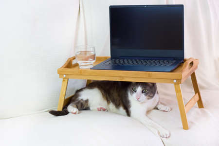 a cute white gray adult cat lies under a portable wooden coffee table with a blue open laptop and a glass of water on white background. Space for text. Home office pets care conceptの写真素材