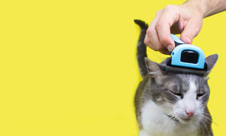 Hand combing cat?s head with special deshedding tool, pet care at moulting season. Grooming brush. Cats comb. Space for text. Banner. Yellow backgroundの写真素材