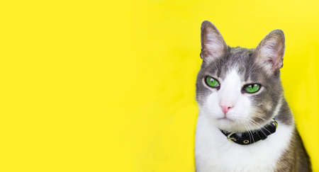 Close-Up Portrait Of gray white Cat with green eyes Against Yellow Background. Space for text. Bannerの写真素材