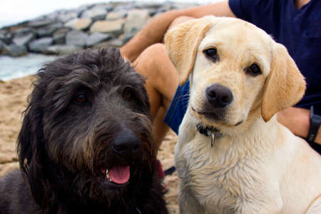 white Labrador puppy and a black longhair dog looking in the camera on beach. Friendship concept....