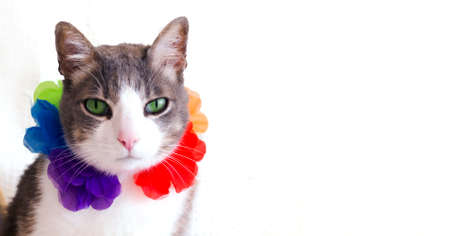 A cat on vacation in a Hawaiian Lei (garland) on white background. Banner. Space for text. Summer holiday cat. Vacations ans travel together. Close upの写真素材