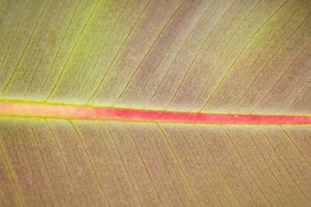 Green Magnolia Leaf Closeup texture background
