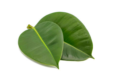 Two green natural magnolia leaves isolated on white background