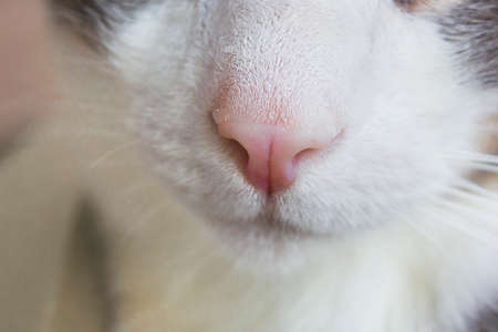 macro photo of the cat's nose. cat face close upの写真素材