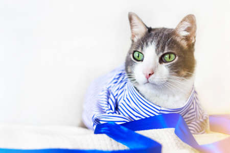 Funny adult domestic white gray cat wearing a blue sailor top on white background. Pet Halloween costume sea theme.の写真素材