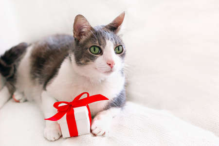 Close up portrait of domestic gray-white cat with green eyes. The cat lying on a white blanket next to a gift box with a red ribbon and bow. Space for textの写真素材