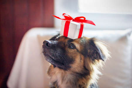 Black-brown mongrel dog with gift box on his head. Domestic dog holding a white present wth red bow. Merry xmas and happy new year with your pet. Happy birthday. St. valentine dayの写真素材