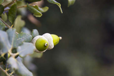 Green Oak Leaves And Acorns with space for textの写真素材