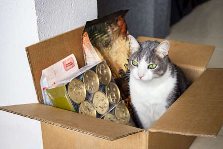 A cat sitting in a cardboard box with dry food and snack. ? oncept online shopping and pets food...