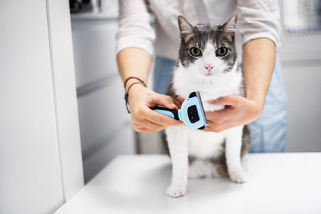 Cat looking at camera. Spring molting concept. Combing white gray adult cat with blue comb brush. Woman taking care of pet removing hair sitting on table. Clean animals.の写真素材