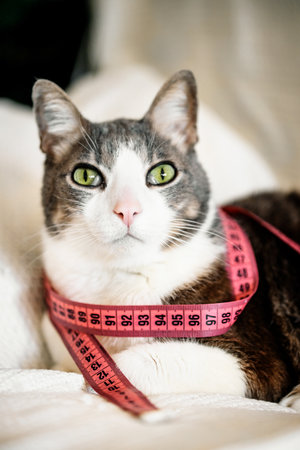 Domestic cat with measure tape. Pet at home looking to camera with pink centimeter around his neck. Cat dieting and cat nutrition. Fat Cat and measuring tape. Weight control concept. Vertical pictureの写真素材