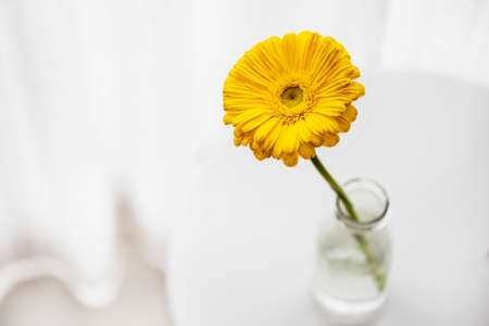 Yellow Daisy Gerbera In Glass Vase on white table. Top view. Space for textの写真素材