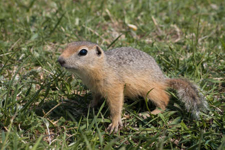 Young curiouse gohper in the middle of the grass