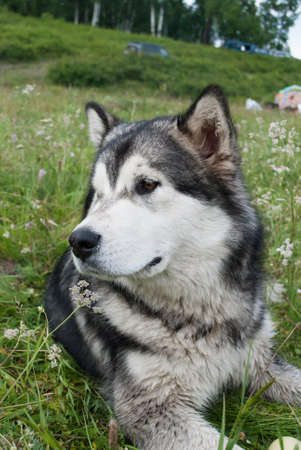 Big dog