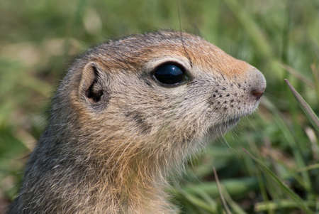 young nosy gopher in the middle green grass