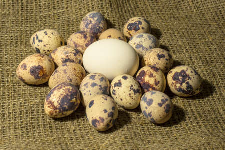 a chiken egg and quail eggsの写真素材