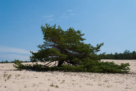 alone tree, pine, white sand, blue sky. sunny dayの写真素材