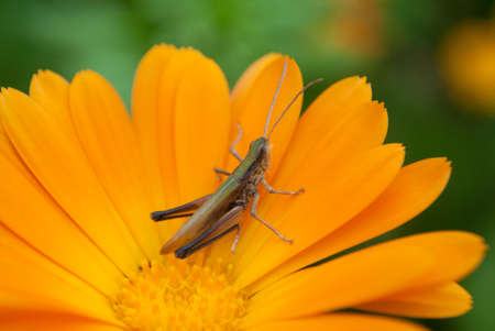 a grosshopper, orange flower, blur green backgroundの写真素材