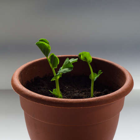 green pea sprouts on a white backgroundの写真素材