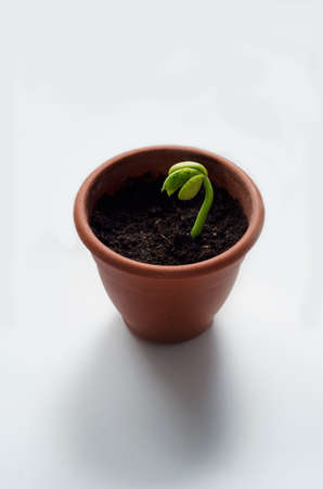 a bean sprout on a white backgroundの写真素材