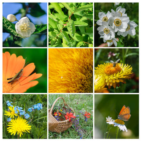 Summer collage with flowers and insectsの写真素材