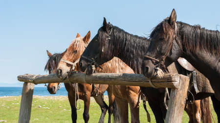 Sunny summer day. Horses are standing near the hitching post.の写真素材