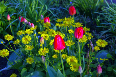 Red tulips among yellow colors in a garden in the morningの写真素材