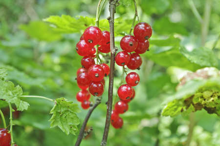 Red berriesの写真素材