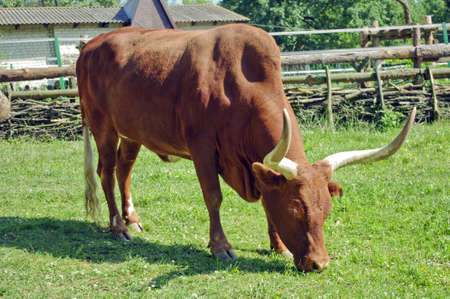 Brown cow with long horns