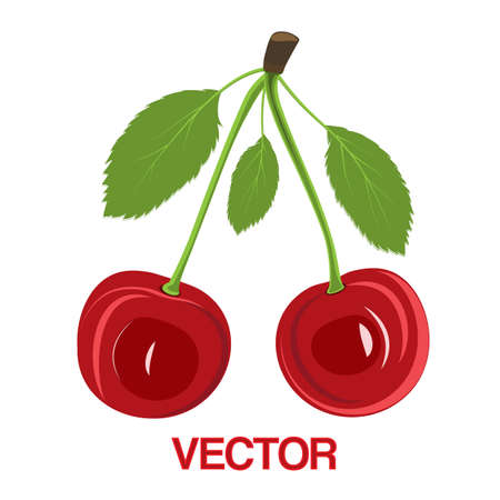 Vector illustration red cherry berries with leaves on white background