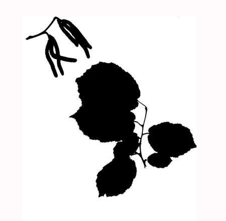 Black Corylus leaves silhouette isolated on white background.の写真素材