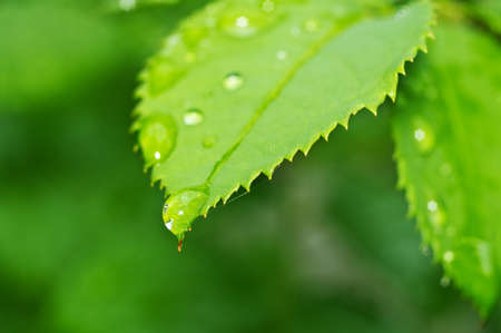 Beautiful nature background with morning fresh drops of transparent rain water on a green leaf. Drops of dew in the green leaves. Droplets outdoors in summer in spring close-up macro. Natural background.の写真素材